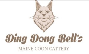 Сайт питомника кошек породы Мейн Кун